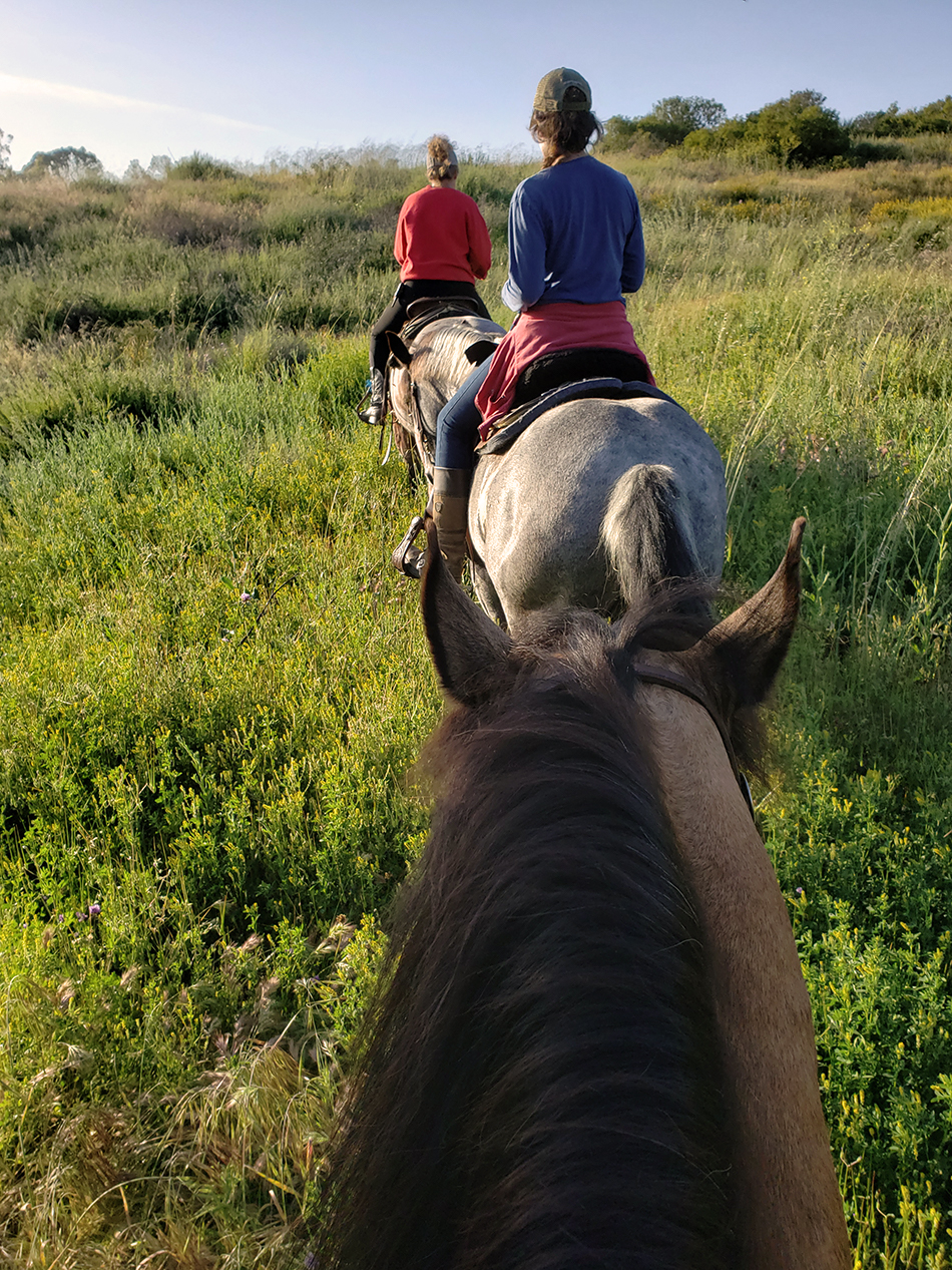 stepp-stables_group-trail-ride-tall-grass.jpg