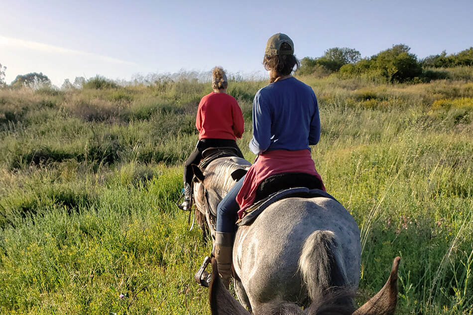 stepp-stables_trail-ride_tall-grass.jpg