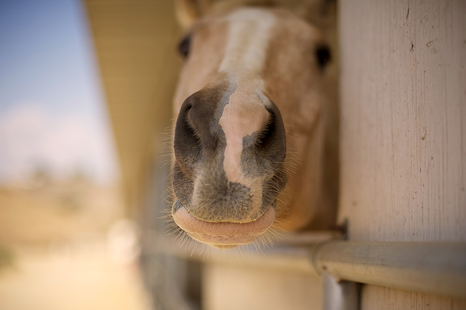 stepp-stables_stable_curious-horse.jpg