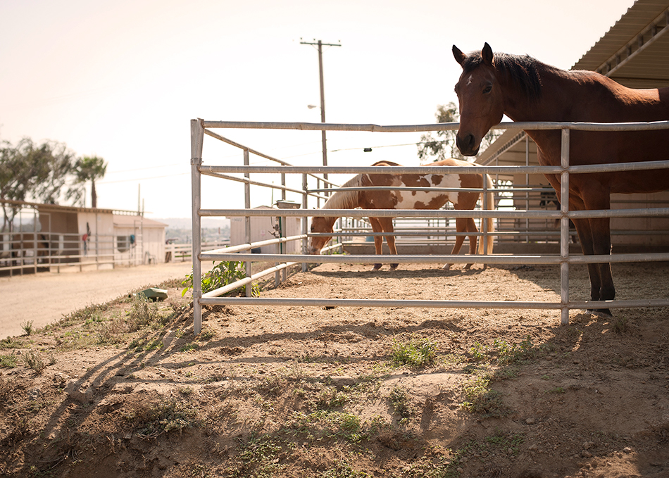 stepp-stables_stable_horses-standing.jpg