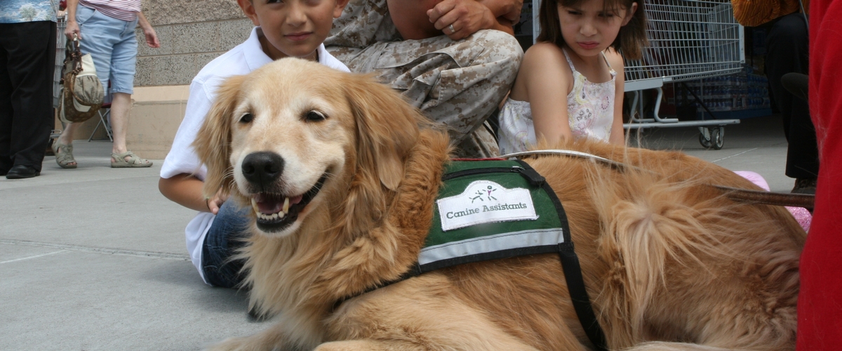 Six Things You Should Know About Service Dogs